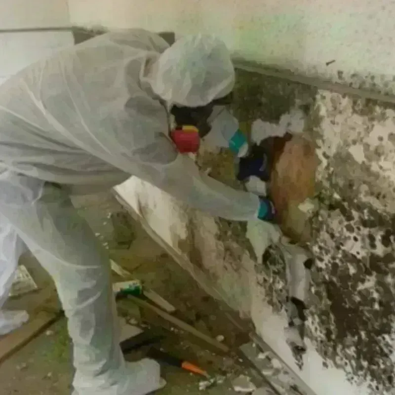 Mold Remediation and Removal in Rockwell, AR